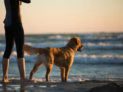 Staycation With Dogs